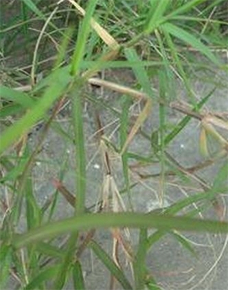 標題：狗牙根
瀏覽次數：2420
發(fā)表時(shí)間：2017-11-02