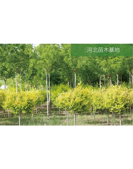 標題：苗木基地
瀏覽次數：1963
發(fā)表時(shí)間：2020-10-17
