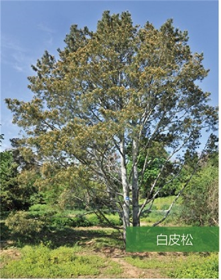 標題：名貴樹(shù)種
瀏覽次數：2023
發(fā)表時(shí)間：2020-10-17