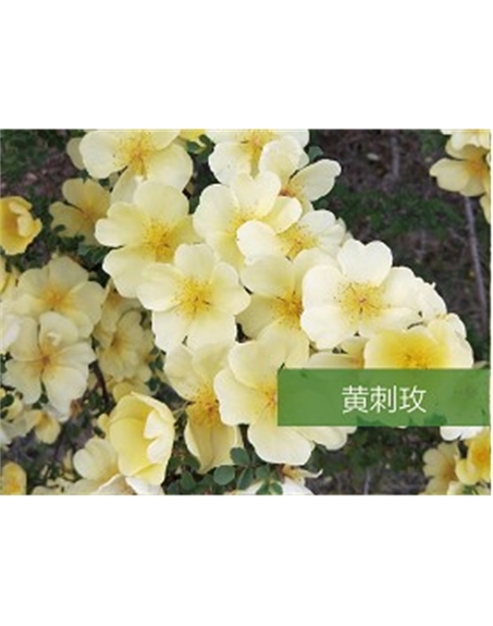 標題：?jiǎn)坦嗄?瀏覽次數：1350
發(fā)表時(shí)間：2020-10-17