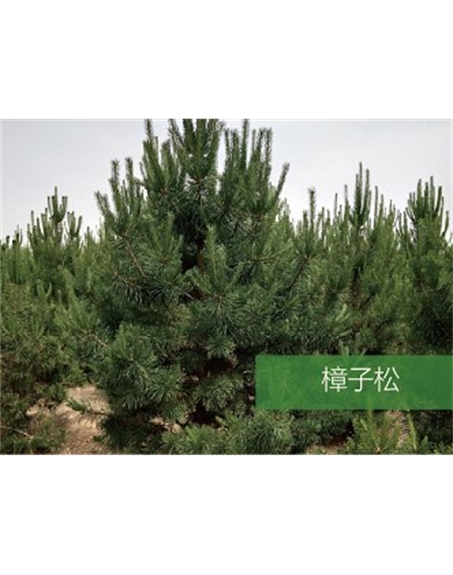 標題：?jiǎn)坦嗄?瀏覽次數：1429
發(fā)表時(shí)間：2020-10-17