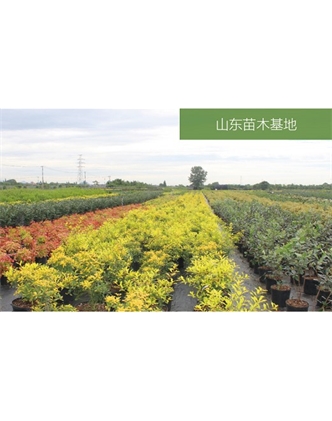 標題：苗木基地
瀏覽次數：2115
發(fā)表時(shí)間：2020-10-17