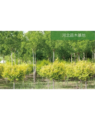 標題：苗木基地
瀏覽次數：1969
發(fā)表時(shí)間：2020-10-17