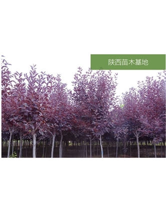 標題：苗木基地
瀏覽次數：2082
發(fā)表時(shí)間：2020-10-17