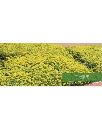 標題：地被
瀏覽次數：1886
發(fā)表時(shí)間：2020-10-17