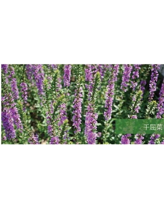 標題：地被
瀏覽次數：1799
發(fā)表時(shí)間：2020-10-17