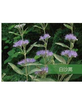 標題：名貴樹(shù)種
瀏覽次數：1462
發(fā)表時(shí)間：2020-10-17
