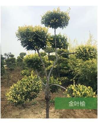 標題：名貴樹(shù)種
瀏覽次數：1410
發(fā)表時(shí)間：2020-10-17