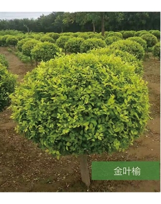 標題：名貴樹(shù)種
瀏覽次數：1419
發(fā)表時(shí)間：2020-10-17