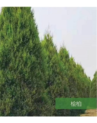 標題：名貴樹(shù)種
瀏覽次數：1374
發(fā)表時(shí)間：2020-10-17