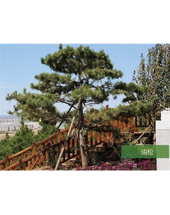 標題：名貴樹(shù)種
瀏覽次數：1368
發(fā)表時(shí)間：2020-10-17