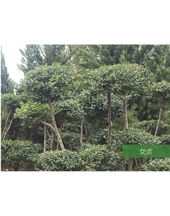 標題：名貴樹(shù)種
瀏覽次數：1396
發(fā)表時(shí)間：2020-10-17