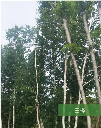 標題：名貴樹(shù)種
瀏覽次數：1427
發(fā)表時(shí)間：2020-10-17