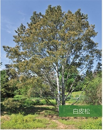 標題：名貴樹(shù)種
瀏覽次數：2023
發(fā)表時(shí)間：2020-10-17