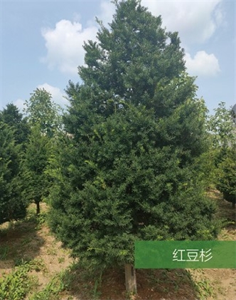 標題：名貴樹(shù)種
瀏覽次數：1863
發(fā)表時(shí)間：2020-10-17