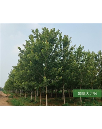 標題：名貴樹(shù)種
瀏覽次數：1815
發(fā)表時(shí)間：2020-10-17