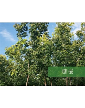 標題：?jiǎn)坦嗄?瀏覽次數：2116
發(fā)表時(shí)間：2020-10-17