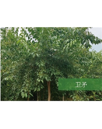 標題：?jiǎn)坦嗄?瀏覽次數：2098
發(fā)表時(shí)間：2020-10-17