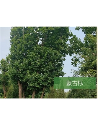 標題：?jiǎn)坦嗄?瀏覽次數：2006
發(fā)表時(shí)間：2020-10-17