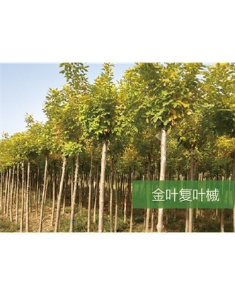 標題：?jiǎn)坦嗄?瀏覽次數：1925
發(fā)表時(shí)間：2020-10-17